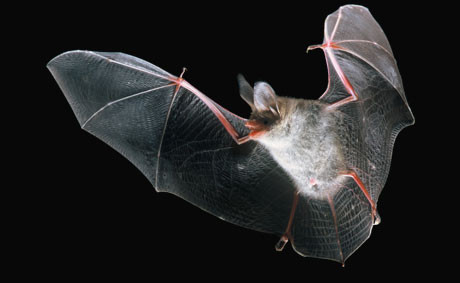 quel animal symbolise le vampire